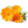 Balsam de buze, cu galbenele BIO, Life Care®