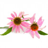 Bomboane, cu echinaceea BIO, Life Care®