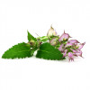 Bomboane, cu salvie BIO, Life Care®