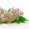 Relaxant, cu extract de Valeriana BIO, Life Care®