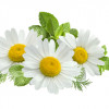 Pasta de dinti, cu extract de musetel BIO, Life Care®