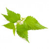 Sampon pentru par gras, cu urzica BIO, Life Care®