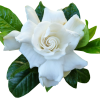 Ulei esential de Gardenie, natural, Life Care®